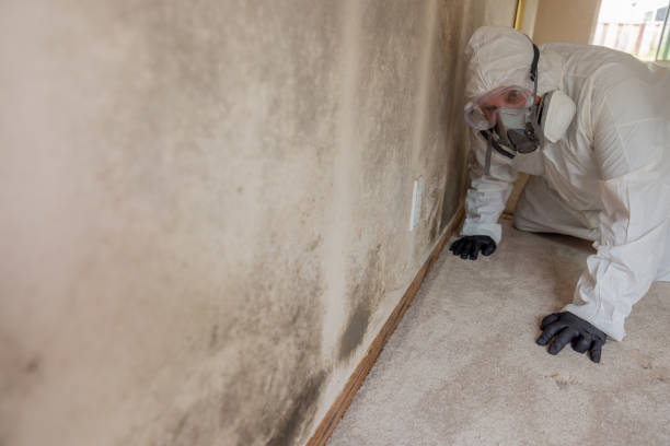 Why You Should Choose Our Mold Remediation Services in Dobson, NC